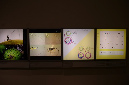 Wasp_exhibition__DSC3451